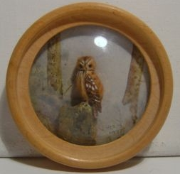 Tawny Owl